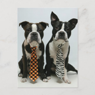 Boston bröder Postcards Vykort