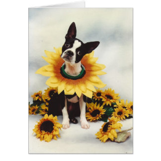 Boston Bull Terrier Hund Hälsningskort