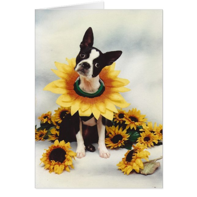 Boston Bull Terrier Hund Hälsningskort (Framsidan)