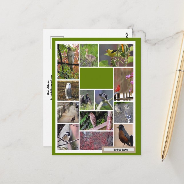 Boston-fåglar Vykort (Fram/Back In Situ)