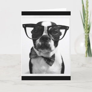 Boston för B&W-HipsterNerd Terrier Kort