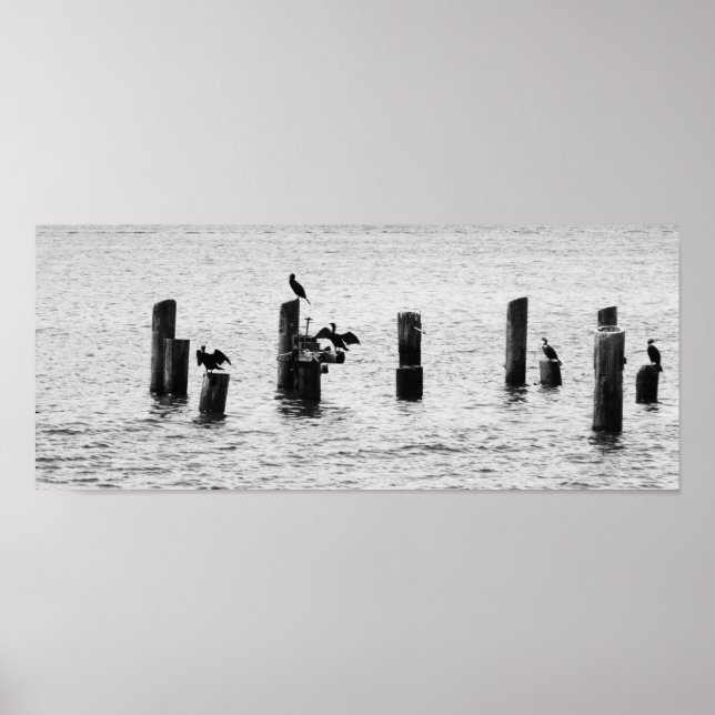 Boston Harbour Birds Poster (Framsidan)