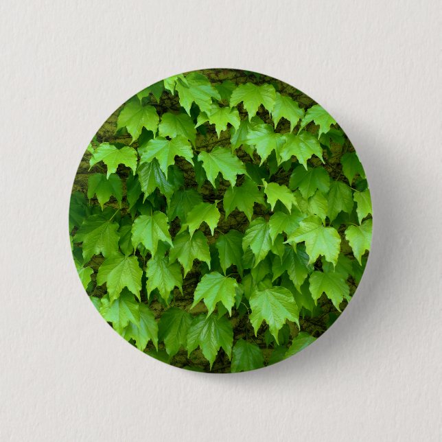 Boston Ivy Badge Knapp (Framsida)