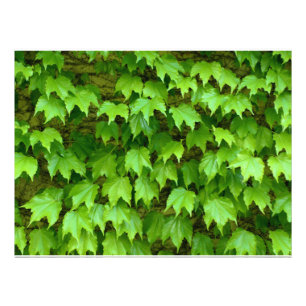 Boston Ivy Fototryck