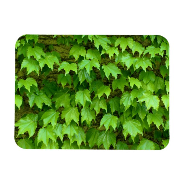 Boston Ivy Magnet (Horisontell)