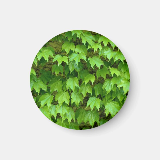 Boston Ivy Magnet (Framsidan)