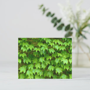 Boston Ivy Vykort
