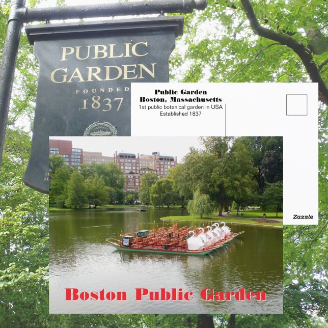 Boston Public Garden Svanbåtar Fotografisk Vykort (Skapare uppladdad)