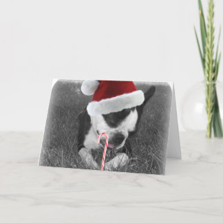 Boston skräcker candy cane christmas-kort helgkort