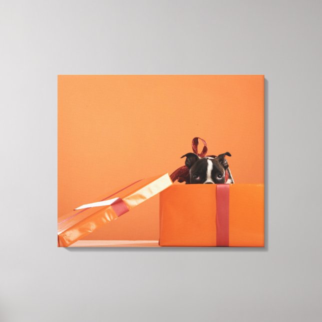 Boston skräckvalp i presentlåda canvastryck (Framsida)