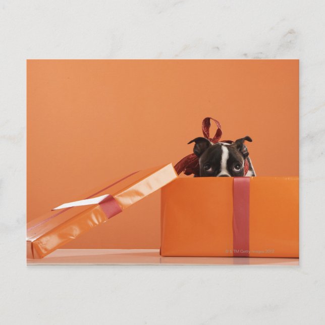 Boston skräckvalp i presentlåda vykort (Framsida)