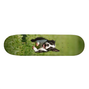 Boston springSkateboard Skateboard Bräda 19,5 Cm