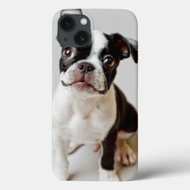 Boston Terrier (Baksida)