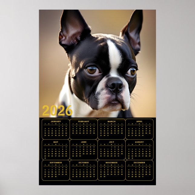 Boston Terrier 2026 Calendar  Poster (Framsidan)
