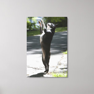 Boston Terrier 2 Canvastryck