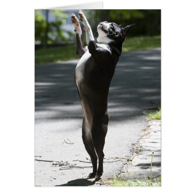 Boston Terrier 2 Hälsningskort (Framsidan)
