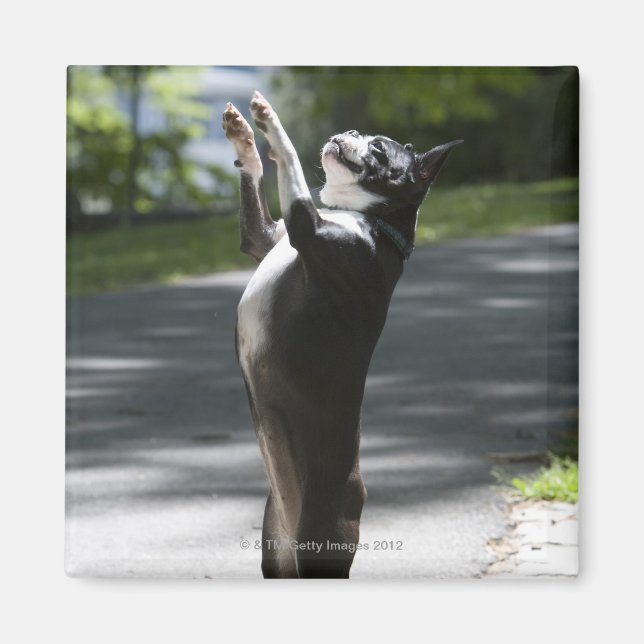 Boston Terrier 2 Magnet (Framsidan)