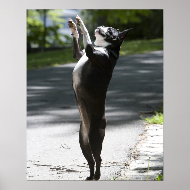 Boston Terrier 2 Poster (Framsidan)