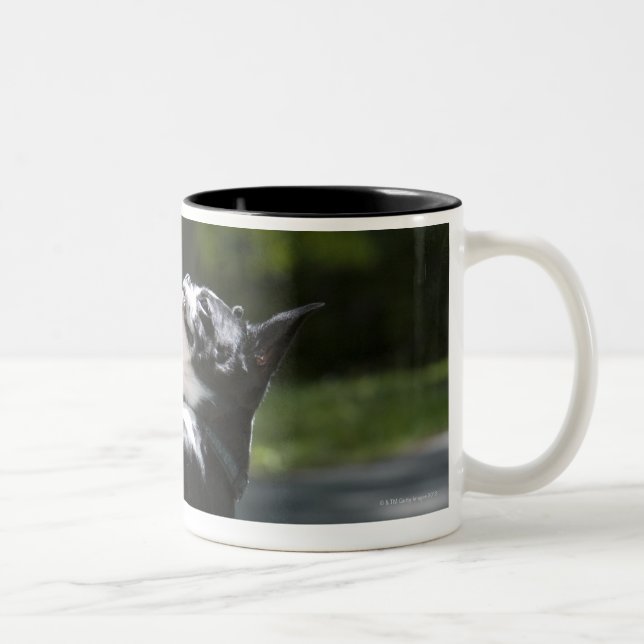 Boston Terrier 2 Två-Tonad Mugg (Höger)
