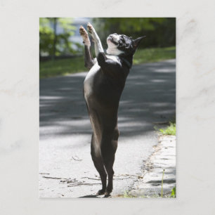 Boston Terrier 2 Vykort