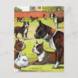 Boston Terrier and Puppies Vintage Illustration Vykort