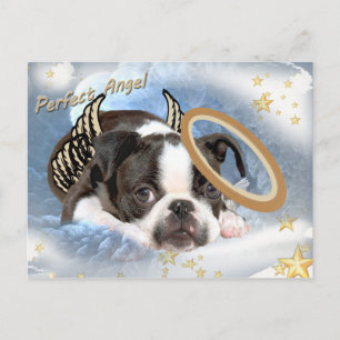 Boston Terrier Angel Apparel och presenter Vykort