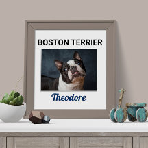 Boston Terrier Anpassningsbar Hund Poster