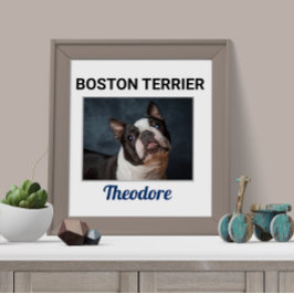 Boston Terrier Anpassningsbar Hund Poster