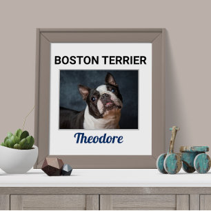 Boston Terrier Anpassningsbar Hund Poster