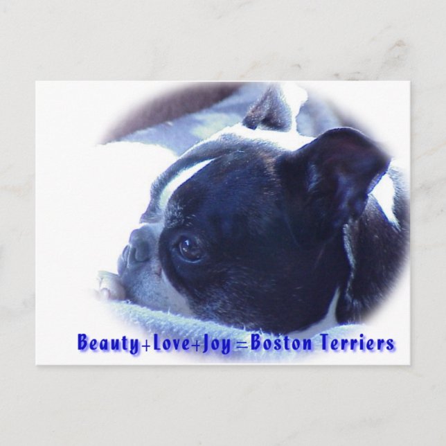 Boston Terrier:  Beauty, Kärlek, Joy Vykort (Framsida)
