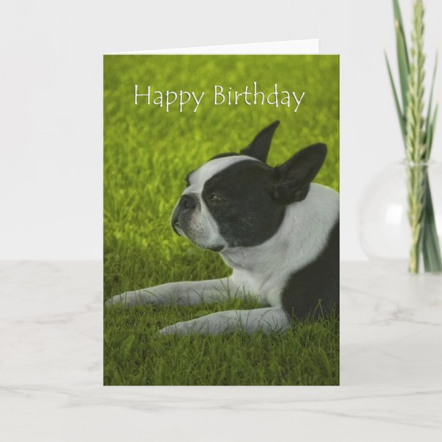 Boston Terrier Birthday Kort (Framsida)