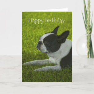 Boston Terrier Birthday Kort