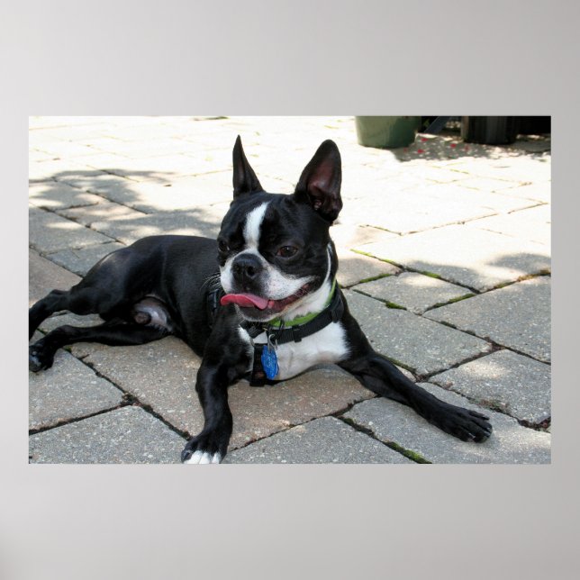 Boston Terrier Boston-5 Poster (Framsidan)