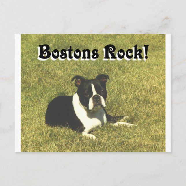 Boston Terrier: Bostons Rock Vykort (Framsida)