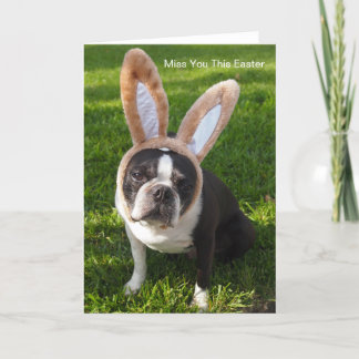 Boston Terrier Bunny Greeting Card Helgkort
