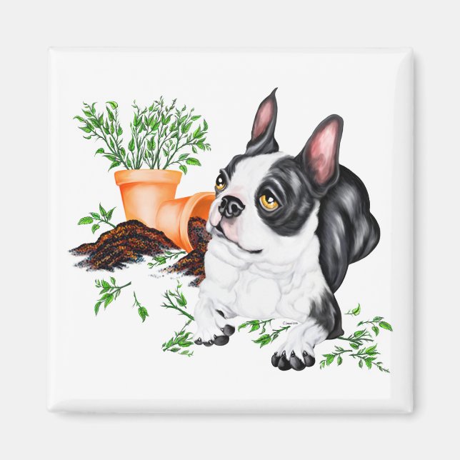 Boston Terrier Busig Valp Magnet (Framsidan)