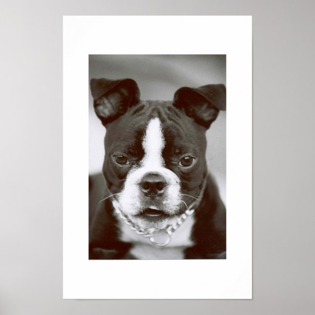 Boston Terrier/Buster-Capone Poster (Framsidan)