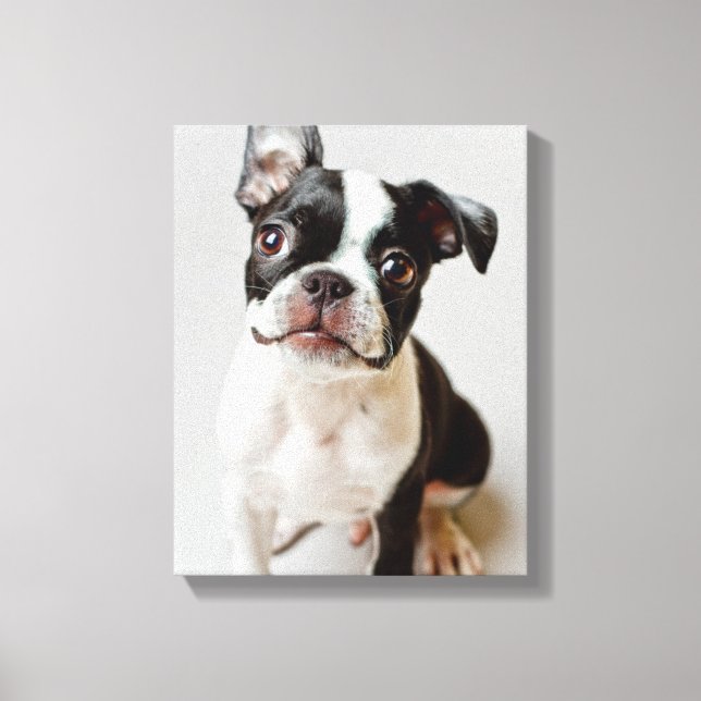 Boston Terrier Canvastryck (Framsida)