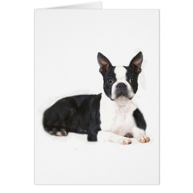Boston Terrier Card Hälsningskort (Framsidan)