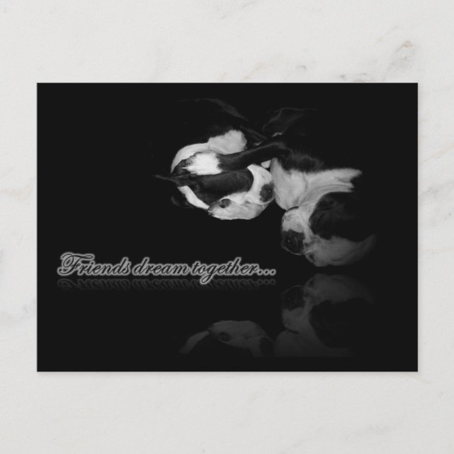 Boston Terrier Dreams - vykort (Framsida)