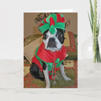 Boston Terrier Elf-julkort Helgkort