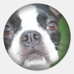Boston Terrier Faded Round Stickers Runt Klistermärke