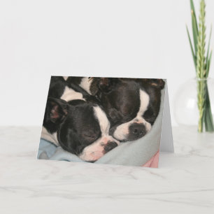 Boston Terrier för boston för mor och för barn-mar Kort