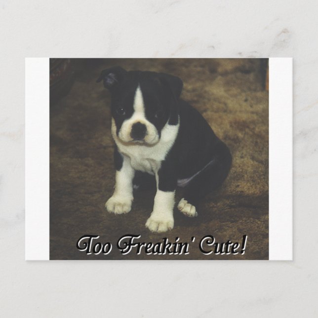 Boston Terrier: för mycket kylvätska Vykort (Framsida)