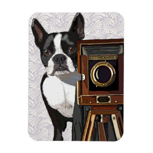 Boston Terrier Fotograf 2 Magnet