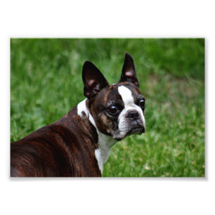 Boston terrier fototryck