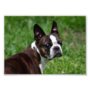 Boston Terrier Fototryck