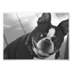 Boston terrier fototryck