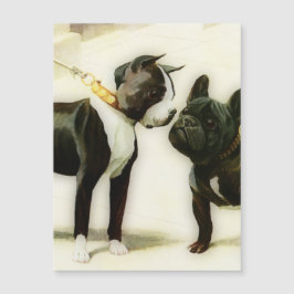 BOSTON TERRIER&FRANSK BULLDOG