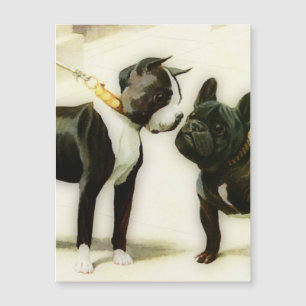 BOSTON TERRIER&FRANSK BULLDOG